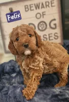Felix , a male Cockapoo for sale in Ozark, AR – 1 of 3
