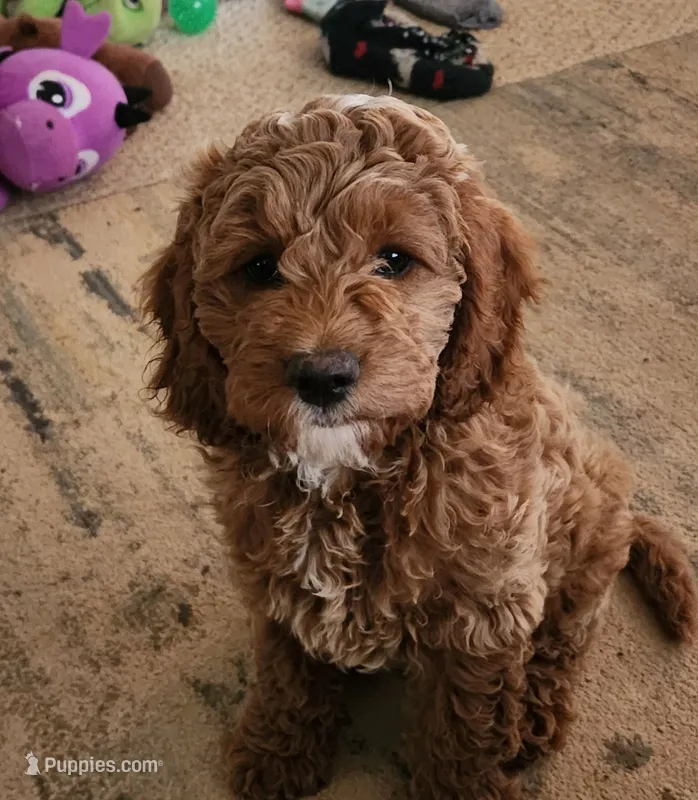 Felix – Cockapoo puppy for sale in Ozark, AR