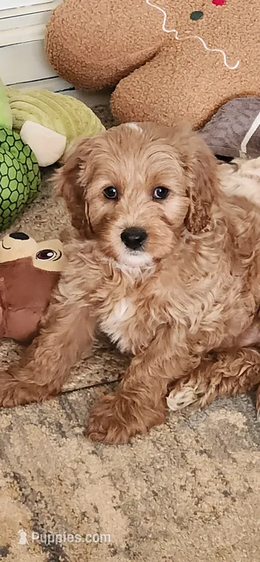 Boone – Cockapoo puppy for sale in Ozark, AR