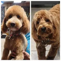 Felix , a male Cockapoo for sale in Ozark, AR – 3 of 3