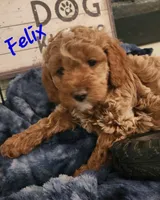 Felix , a male Cockapoo for sale in Ozark, AR – 2 of 3