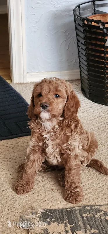 Felix  – Cockapoo puppy for sale in Ozark, AR