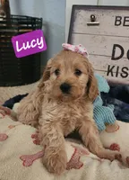 Lucy, a female Cockapoo for sale in Ozark, AR – 2 of 3