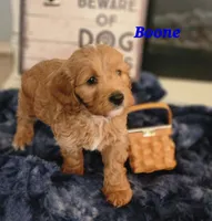 Boone, a male Cockapoo for sale in Ozark, AR – 1 of 3