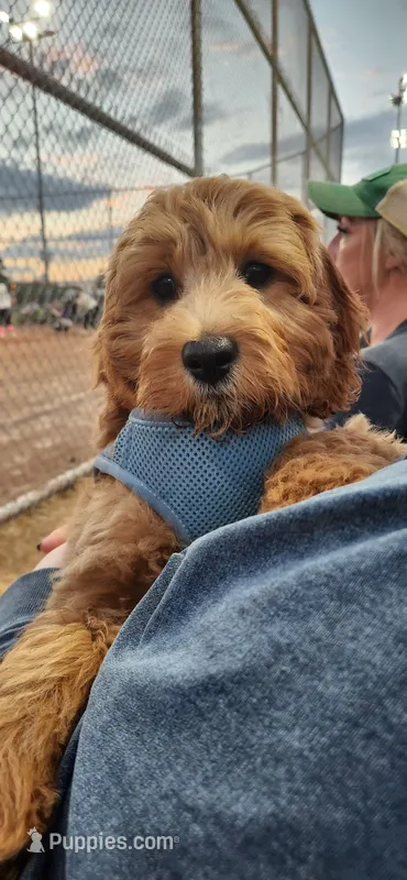 Boone – Cockapoo puppy for sale in Ozark, AR
