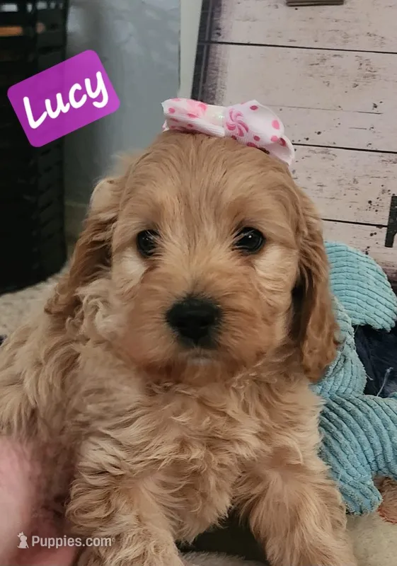 Lucy – Cockapoo puppy for sale in Ozark, AR