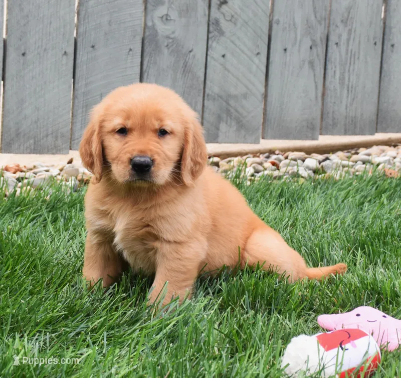 Geo – Golden Retriever puppy for sale in Fredericksburg, OH