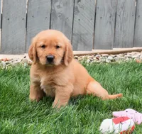 Geo, a male Golden Retriever for sale in Fredericksburg, OH – 1 of 4