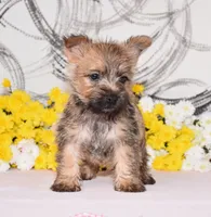 Juniper, a female Cairn Terrier for sale in Fredericksburg, OH – 2 of 3