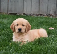 Galaxy, a male Golden Retriever for sale in Fredericksburg, OH – 2 of 4