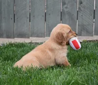 Gemma, a female Golden Retriever for sale in Fredericksburg, OH – 3 of 4