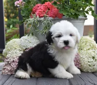 Kasper BLUE EYE, a male Old English Sheepdog for sale in Fredericksburg, OH – 2 of 3
