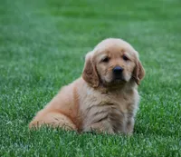 Mason, a male Golden Retriever for sale in Fredericksburg, OH – 4 of 4