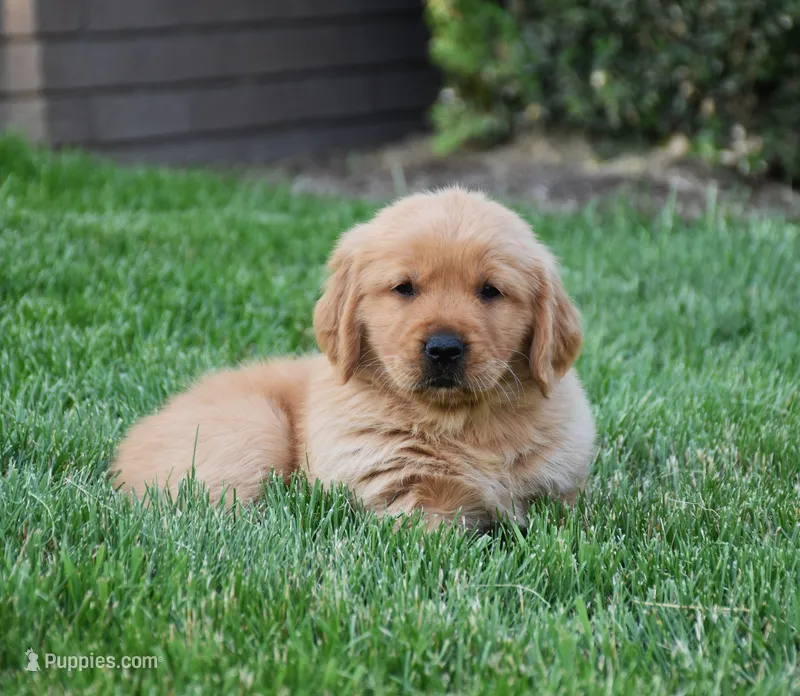 Annabella – Golden Retriever puppy for sale in Fredericksburg, OH