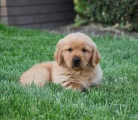 Annabella, a female Golden Retriever for sale in Fredericksburg, OH – 1 of 4