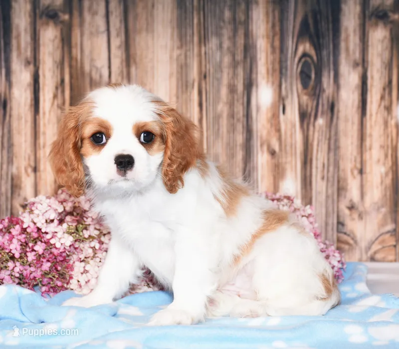 Dexter – Cavalier King Charles Spaniel puppy for sale in Fredericksburg, OH
