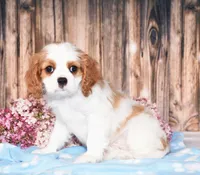 Dexter, a male Cavalier King Charles Spaniel for sale in Fredericksburg, OH – 1 of 4