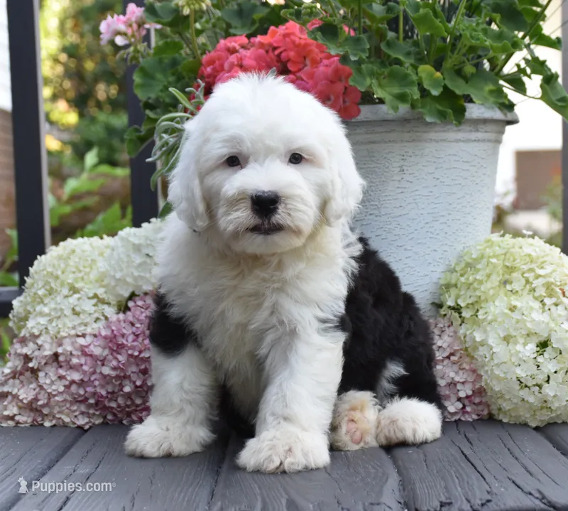 Kenya – Old English Sheepdog puppy for sale in Fredericksburg, OH