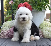 Kenya, a female Old English Sheepdog for sale in Fredericksburg, OH – 1 of 3