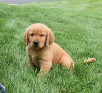 Geo, a male Golden Retriever for sale in Fredericksburg, OH – 2 of 4