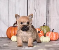Ninja, a male Cairn Terrier for sale in Fredericksburg, OH – 2 of 3