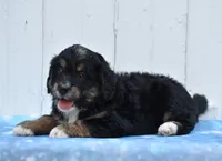 Cleo, a female Miniature Bernedoodle for sale in Fredericksburg, OH – 2 of 3