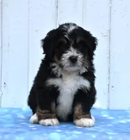 Chief, a male Miniature Bernedoodle for sale in Fredericksburg, OH – 2 of 3