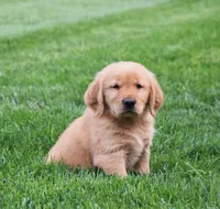 Geo, a male Golden Retriever for sale in Fredericksburg, OH – 4 of 4