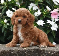 Ollie, a male Cavapoo for sale in Fredericksburg, OH – 2 of 3