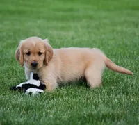Honey, a female Golden Retriever for sale in Fredericksburg, OH – 3 of 4