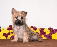 Kasha, a female Cairn Terrier for sale in Fredericksburg, OH – 1 of 3
