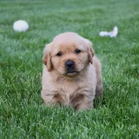 Atlas , a male Golden Retriever for sale in Fredericksburg, OH – 4 of 4