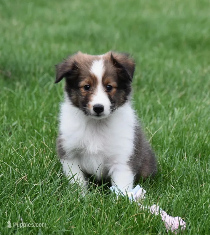 Baxter – Shetland Sheepdog puppy for sale in Fredericksburg, OH