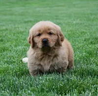 Milo, a male Golden Retriever for sale in Fredericksburg, OH – 2 of 4