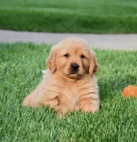 Adayah, a female Golden Retriever for sale in Fredericksburg, OH – 2 of 4
