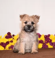 Kiwi, a female Cairn Terrier for sale in Fredericksburg, OH – 3 of 3