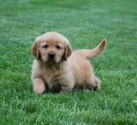 Mason, a male Golden Retriever for sale in Fredericksburg, OH – 3 of 4