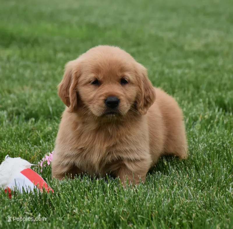 Maple – Golden Retriever puppy for sale in Fredericksburg, OH