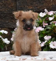 Glitters, a female Cairn Terrier for sale in Fredericksburg, OH – 2 of 3