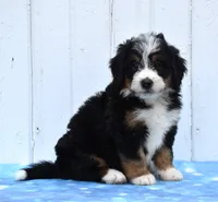 Cupcake, a female Miniature Bernedoodle for sale in Fredericksburg, OH – 3 of 3