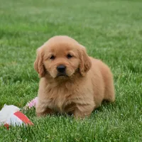 Maple, a female Golden Retriever for sale in Fredericksburg, OH – 2 of 3