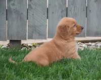 Gizmo, a male Golden Retriever for sale in Fredericksburg, OH – 2 of 4