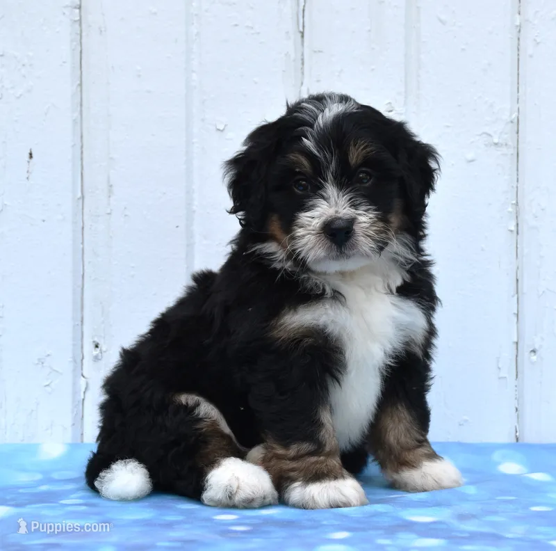Chief – Miniature Bernedoodle puppy for sale in Fredericksburg, OH