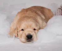 processed/c73ad6b1-48f9-4879-9287-61d6b5c207a5/listing/120cca76-678d-4065-8235-9a012c6ef937/2978af9d-1f1e-43d6-8718-40f11252028f