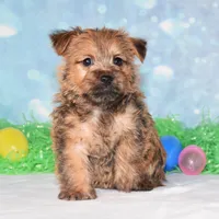 Elliot, a male Cairn Terrier for sale in Fredericksburg, OH – Photo 1 of 3