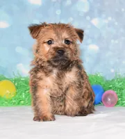 Elliot, a male Cairn Terrier for sale in Fredericksburg, OH – Photo 1 of 3