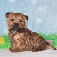 Elliot, a male Cairn Terrier for sale in Fredericksburg, OH – Photo 3 of 3