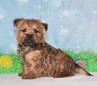 Elliot, a male Cairn Terrier for sale in Fredericksburg, OH – Photo 3 of 3