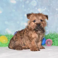 Elliot, a male Cairn Terrier for sale in Fredericksburg, OH – Photo 2 of 3
