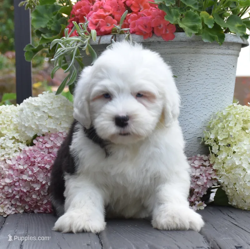 Kibbles BLUE EYES – Old English Sheepdog puppy for sale in Fredericksburg, OH